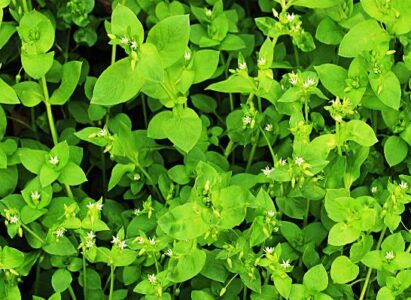 Easy-to-Forage Plants in All Four Seasons: A Wild Edibles Primer Image